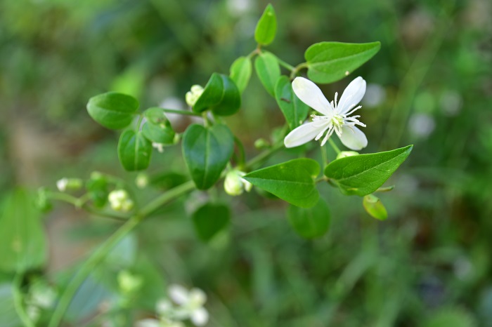 センニンソウ 仙人草 の花言葉 種類 特徴 色別の花言葉 Lovegreen ラブグリーン