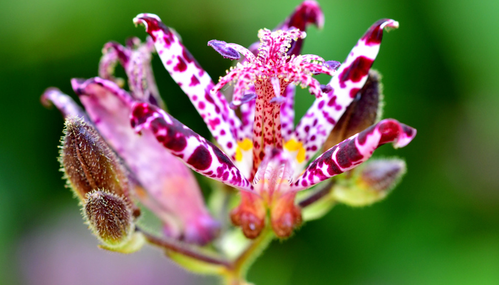 ホトトギスの花言葉 種類 特徴 色別の花言葉 Lovegreen ラブグリーン