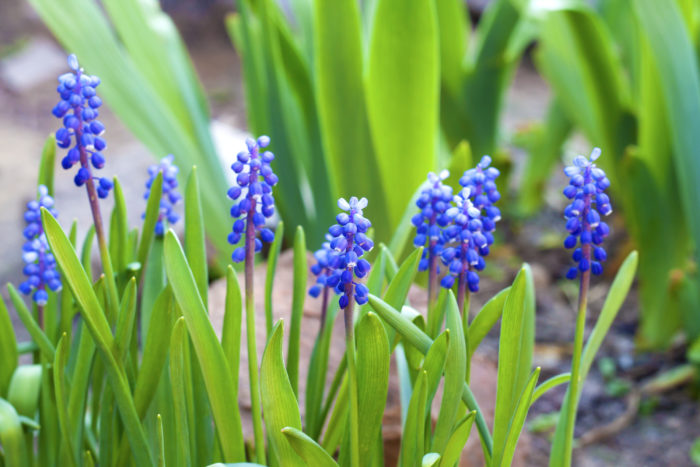 ムスカリは春にブドウのようなユニークな花を咲かせる球根植物です。草丈は15cmくらい。花色は青、紫、白、黄、ピンク、複色など様々あります。