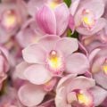 シンビジウムの花言葉や種類、特徴をご紹介！シンビジウムは、1本の茎にたくさんの花をつける洋ラン。冬の花鉢として胡蝶蘭と並んで高い人気があります。