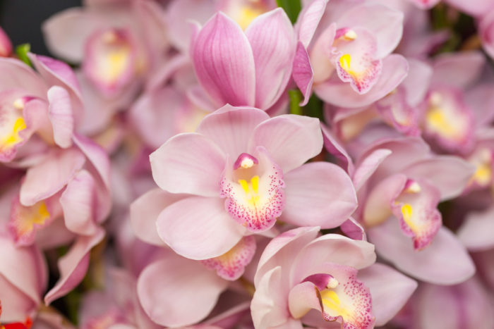 シンビジウムの花言葉や種類、特徴をご紹介！シンビジウムは、1本の茎にたくさんの花をつける洋ラン。冬の花鉢として胡蝶蘭と並んで高い人気があります。