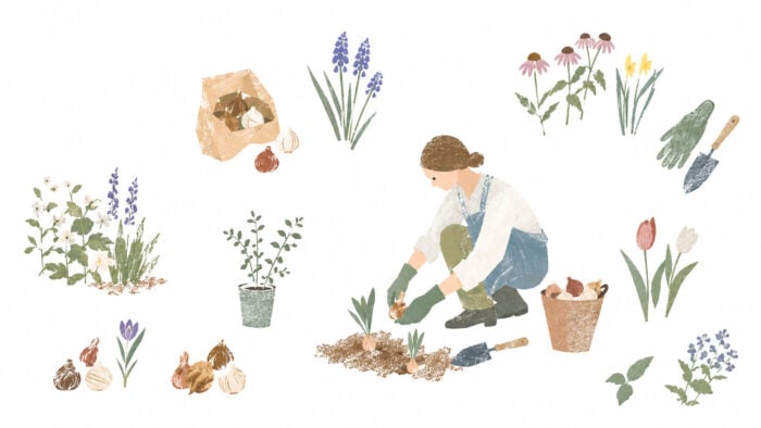 秋は宿根草と球根を植えましょう｜畑や かとうふぁーむの自然に育つ庭づくり【10月】