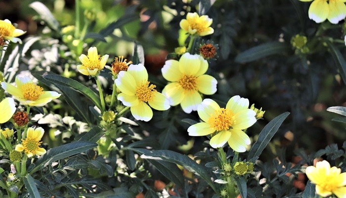 ウィンターコスモスの花言葉や種類、特徴をご紹介！ウィンターコスモスは、コスモスに似た黄色い花を咲かせる植物。丈夫で初心者にも育てやすく人気があります。