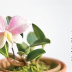 ラン（蘭）の教科書｜育て方・種類の紹介・豆知識など