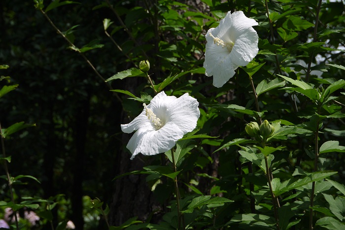 学名：Hibiscus syriacus 分類：落葉低木 樹形：木立型 花期：7月～9月 ムクゲはハイビスカスのような花を咲かせる落葉低木です。刈り込みにもよく耐え、夏の間次々と花を咲かせるので、人気の庭木です。