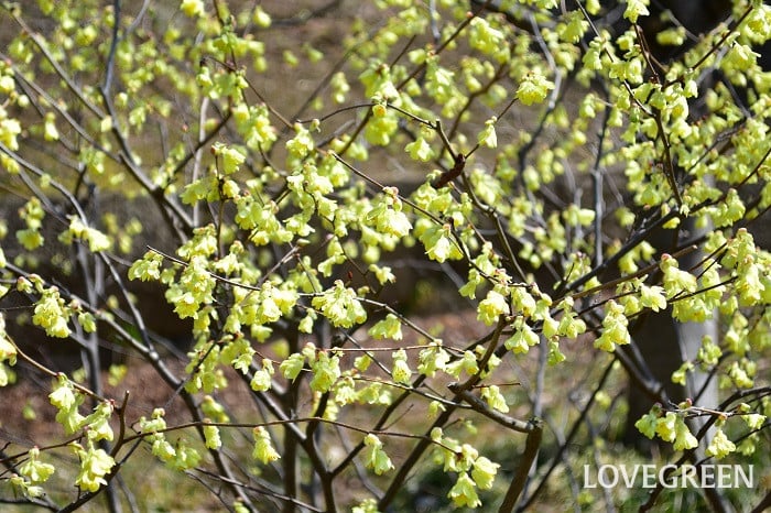 ヒュウガミズキ2 ヒュウガミズキ