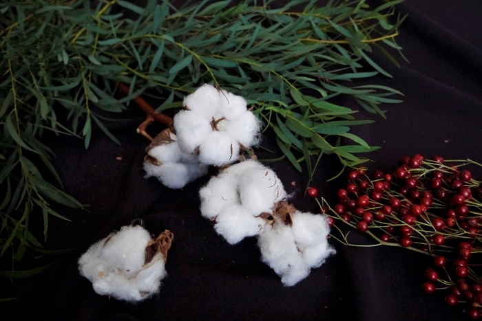綿花で糸を紡ぐ ふわふわの綿花は、意外と簡単に紡いで糸にすることができます。自宅で簡単にできる糸の紡ぎ方を紹介しています。糸を紡ぐための道具、スピンドルの簡単な作り方も書いてあるので、自宅で糸を紡いで遊んでみませんか。  ▼綿花の糸の紡ぎ方はこちら  17303  リースやスワッグの材料にする 綿花が収穫できるのは秋。これからクリスマスの準備に入ろうという季節です。ふわふわの綿花は雪を連想させることから、クリスマスアイテムでも活躍します。