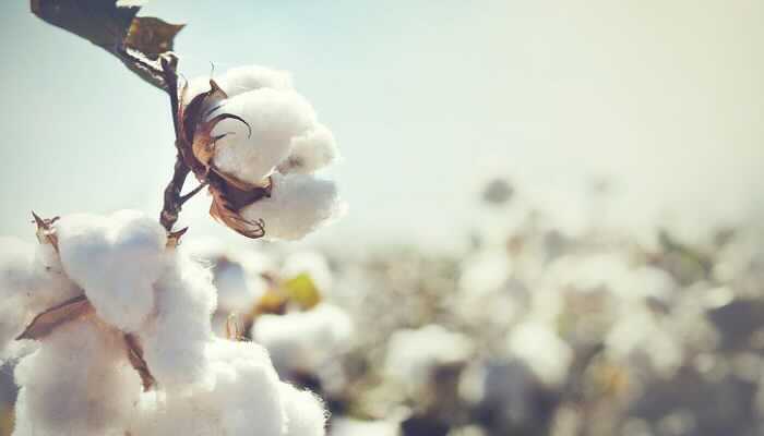 綿花（コットンフラワー）とは？綿花基本情報