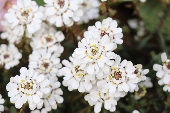 イベリスは、白い花をブーケのように株いっぱいに咲かせます。寄せ植えでは、上品さや爽やかさを出したいときや、雪のイメージをつくりたいときに重宝します。白いスイートアリッサムに雰囲気が似ていますが、イベリスを使った寄せ植えは少し大人っぽい雰囲気に仕上がります。  イベリスブライダルブーケは秋冬に出回り、6月頃まで花を楽しめます。多年草タイプで毎年咲く丈夫な品種です。
