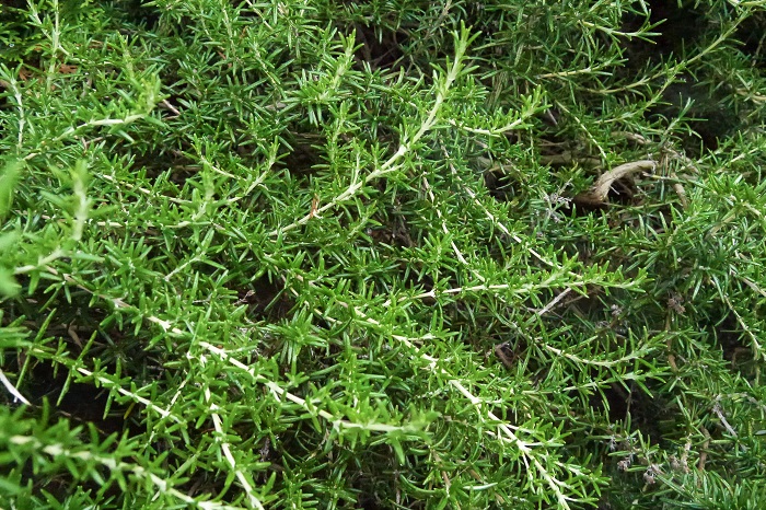 学名：Rosmarinus officinalis 分類：常緑低木 樹形：ブッシュ型、ほふく型 花期：四季咲き ローズマリーは枝葉の爽やかな芳香が特徴の常緑低木のハーブです。ローズマリーには上に枝を伸ばす木立性と、地面を這うように伸ばすほふく性があります。香りやハーブとしての使用方法に違いはありません。
