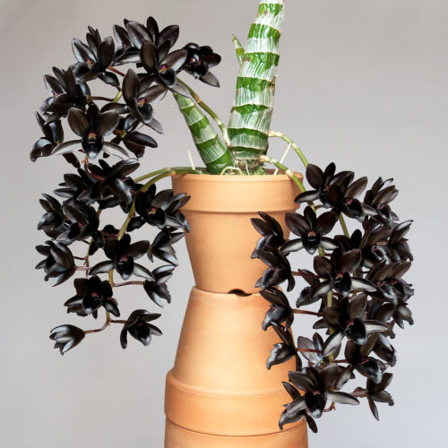  フレッドクラーケアラ・アフターダーク‘エスブイオーブラックパール’ Fredclarkeara After Dark 'SVO Black Pearl' 世界中に衝撃を与え、ラン業界で話題となったアメリカ発の漆黒の花。今では展示会で入手しやすく、丈夫で育て易いため人気は高い。