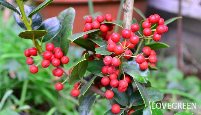 クリスマスホーリー（西洋ヒイラギ）の花言葉や種類、特徴をご紹介！クリスマスホーリー（西洋ヒイラギ）は、光沢のあるギザギザした緑の葉と赤い実が印象的な樹木。庭木や生け垣、生花やリース作りなどに幅広く使われています。