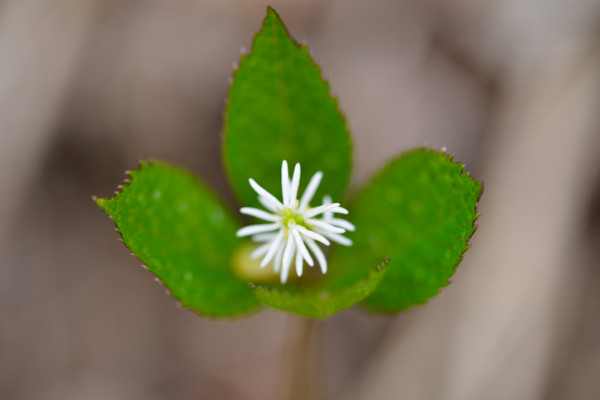 ヒトリシズカ 一人静 の花言葉 種類 特徴 色別の花言葉 Lovegreen ラブグリーン