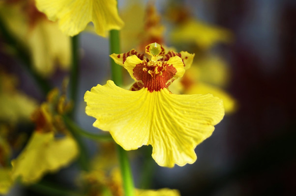 オンシジューム（オンシジウム）の花言葉や種類、特徴をご紹介！オンシジューム（オンシジウム）は、黄色いフリルのような花をたくさん咲かせる植物。その花姿からいくつかの愛称を持ちとても人気があります。