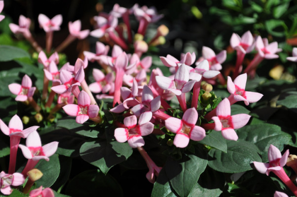 ブバリア ブバルディア の花言葉 種類 特徴 色別の花言葉 Lovegreen ラブグリーン