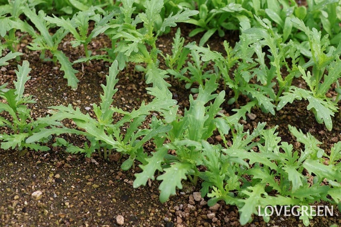 シュンギク 春菊 シュンギク 春菊