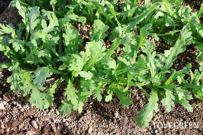 シュンギク 春菊 シュンギク 春菊
