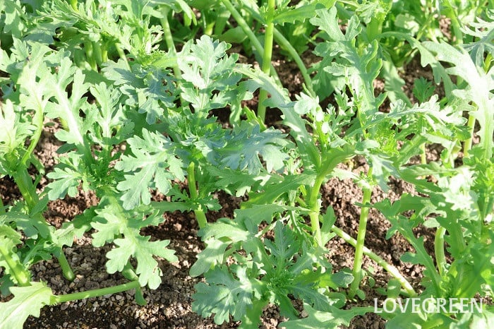 シュンギク 春菊 シュンギク 春菊