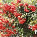ピラカンサ（ピラカンサス）の花言葉や種類、特徴をご紹介！ピラカンサ（ピラカンサス）は、初夏に白い小花を咲かせ秋に真っ赤な実をつける樹木。常緑であまり手をかけなくても毎年花と実が楽しめるので生垣や庭木、盆栽にもよく使われます。