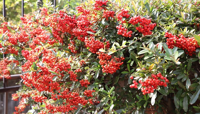 ピラカンサ（ピラカンサス）の花言葉や種類、特徴をご紹介！ピラカンサ（ピラカンサス）は、初夏に白い小花を咲かせ秋に真っ赤な実をつける樹木。常緑であまり手をかけなくても毎年花と実が楽しめるので生垣や庭木、盆栽にもよく使われます。