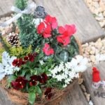 12月の寄せ植えに使いたいメインの花と小花、カラーリーフをご紹介！12月は寒さが本格的になり、寄せ植えに使える花の種類は少なくなりますが、ガーデンシクラメン、パンジー・ビオラなどの冬の定番苗の様々な品種が揃う嬉しい月でもあります。クリスマスをイメージした寄せ植えもおすすめです。12月の寄せ植えづくりのポイントや管理方法についてもお話しします。