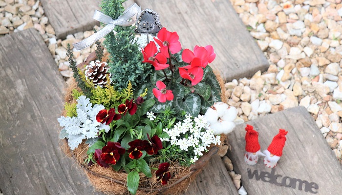 12月の寄せ植えに使いたいメインの花と小花、カラーリーフをご紹介！12月は寒さが本格的になり、寄せ植えに使える花の種類は少なくなりますが、ガーデンシクラメン、パンジー・ビオラなどの冬の定番苗の様々な品種が揃う嬉しい月でもあります。クリスマスをイメージした寄せ植えもおすすめです。12月の寄せ植えづくりのポイントや管理方法についてもお話しします。