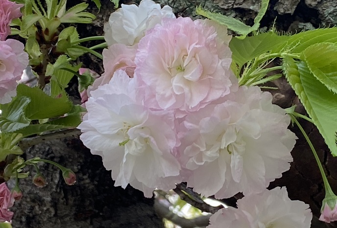 桜 サクラ の花言葉 種類 特徴 色別の花言葉 Lovegreen ラブグリーン