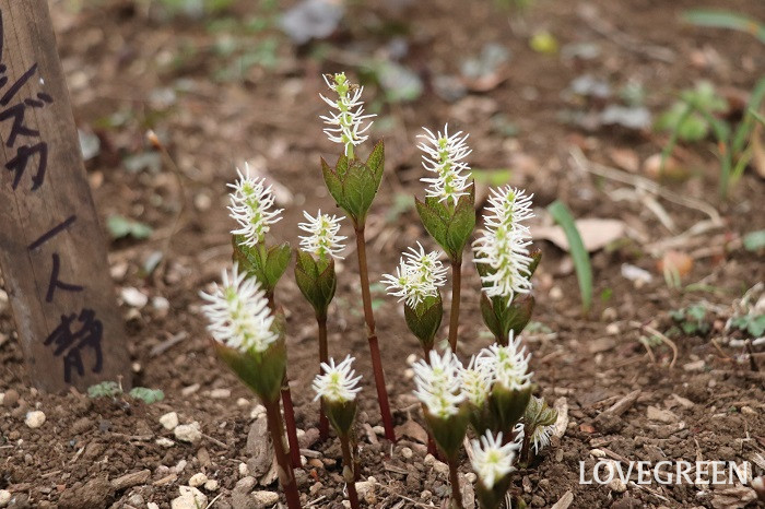 ヒトリシズカ(一人静) ヒトリシズカ(一人静) 花