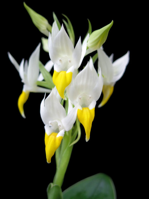  ペクティリス・ハウケシアナ Pecteilis hawkesiana タイやミャンマーに自生し、２００２年に発見された比較的新しい地性ラン。鮮やかな黄色の唇弁と白色の花弁の姿がアヒルの様に見えるため、「ダックオーキッド」の愛称で密かに人気。扁平で地面を這う様な見た目の葉はランとは思えない。