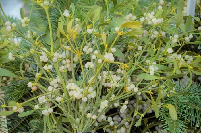 ヤドリギ 宿り木 の花言葉 種類 特徴 色別の花言葉 Lovegreen ラブグリーン