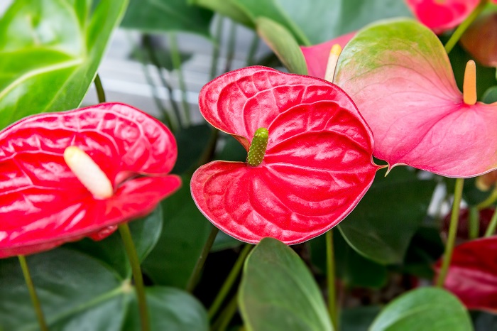 赤い花35種 季節ごとに写真付きで紹介 植物の名前がわかります Lovegreen ラブグリーン