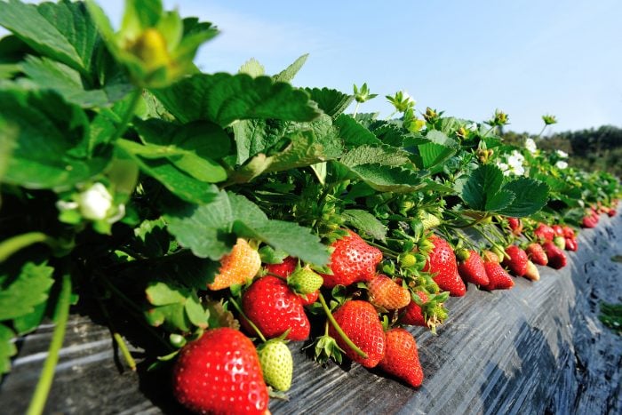 Canva画像　いちご　イチゴ　苺