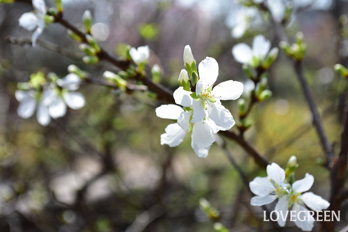 ユスラウメ 梅桃 の花言葉 種類 特徴 色別の花言葉 Lovegreen ラブグリーン