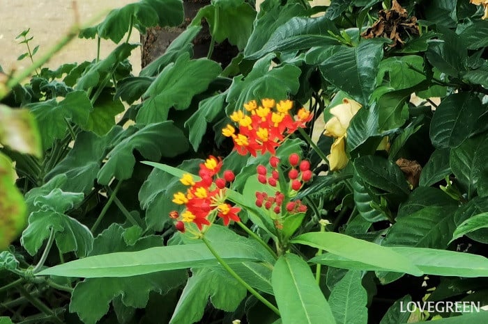 アスクレピアス赤 科名:キョウチクトウ科 開花期:5月~9月 分類:多年草、一年草 アスクレピアスは原色の小さな花を集合させて咲く、キョウチクトウ科の花です。夏の太陽の下、赤やオレンジ、黄色などの色鮮やかな花を咲かせます。茎を折ると出る白い液体で被れる人もいるので注意が必要です。