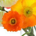 アイスランドポピーの花言葉や種類、特徴をご紹介！アイスランドポピーは、細い茎の先に色鮮やかで柔らかな花を咲かせる植物。風にそよぐ可憐な花姿で春の訪れを教えてくれます。