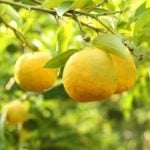 柚子 ゆず の育て方 栽培 Lovegreen ラブグリーン