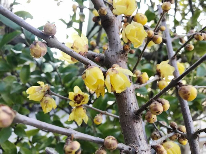 蝋梅（ロウバイ）はロウバイ科の中国原産の落葉低木です。初春に蝋（ロウ）でコーティングしたような質感の淡い黄色の花を咲かせ、花には芳香があります。蝋梅（ロウバイ）と名がついていますが、梅の仲間ではありません。花の少ない1月～2月頃に淡い黄色の小花を枝の先に咲かせ、葉は花の後に芽吹きます。