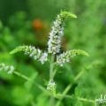 ミントの花言葉や種類、特徴をご紹介!ミントは、最もポピュラーなハーブのひとつ。爽やかな香りが好まれて料理やハーブティー、歯磨き粉や化粧品、ポプリなどに幅広く使われています。