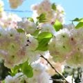 3月4月の花　桜