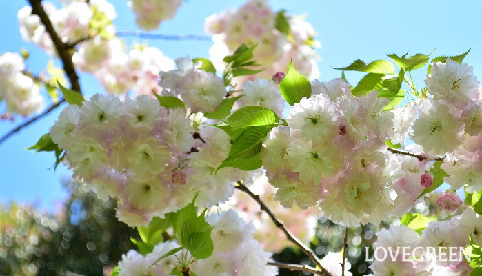 3月4月の花　桜