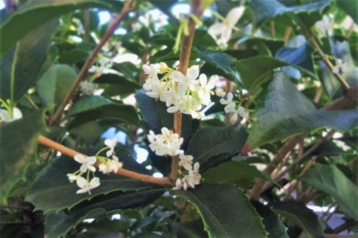 植物名：ヒイラギモクセイ 学名：Osmanthus fortunei 科名：モクセイ科モクセイ属 分類：常緑高木 ヒイラギモクセイは、柊（ヒイラギ）とギンモクセイの交雑種だと言われています。葉には柊（ヒイラギ）の葉のようなギザギザがあり、花はキンモクセイやギンモクセイと同じ10月頃に咲きます。花には芳香があるのも特徴です。  ヒイラギモクセイと柊（ヒイラギ）は見分けるのが難しいのですが、花が咲く時期の違いでわかります。