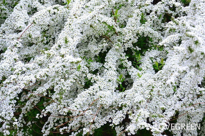 春の花木　ユキヤナギ