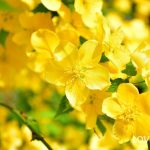 ヤマブキ　花言葉