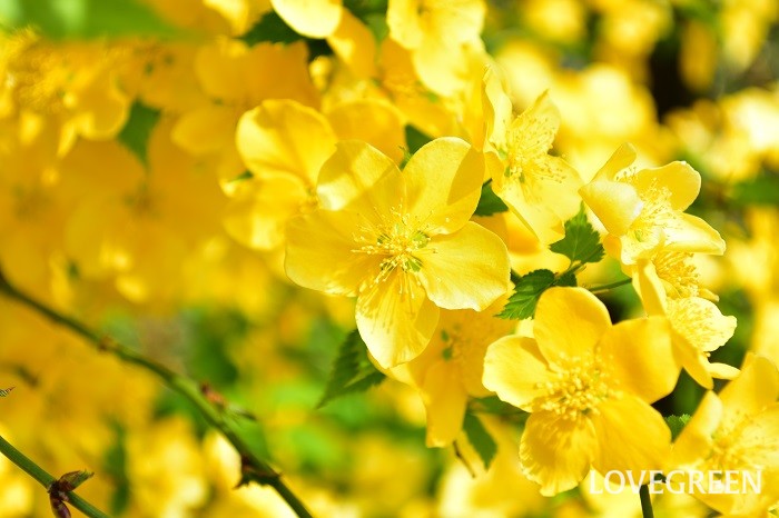 ヤマブキ 山吹 の花言葉 種類 特徴 色別の花言葉 Lovegreen ラブグリーン