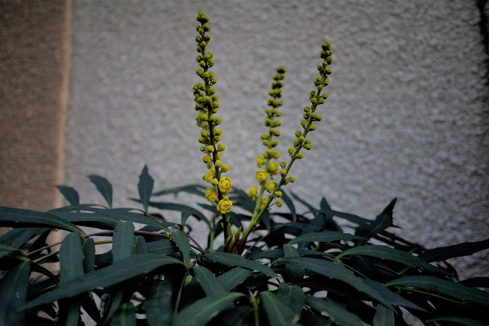 ヒイラギナンテンは春に黄色い花を咲かせ、秋には黒い実を付けます。ヒイラギナンテンの仲間にはホソバヒイラギナンテンなどがあります。  常緑低木で非常に強健なことから、街路樹や生垣に多用されています。
