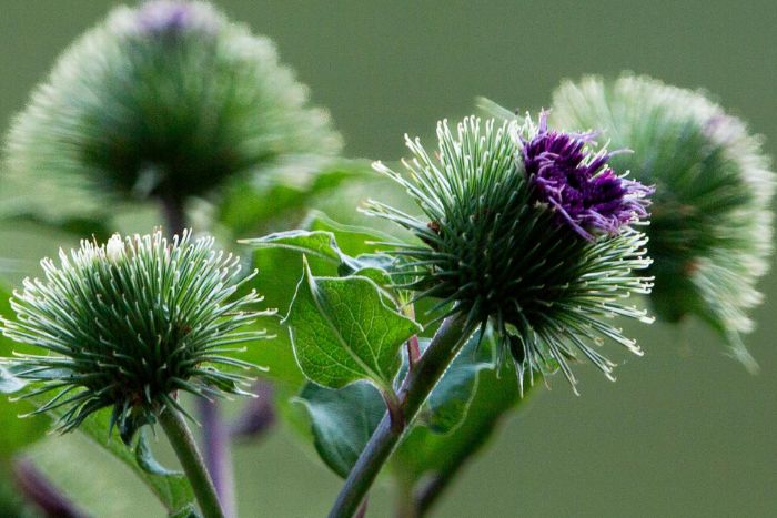 canvaゴボウの花