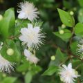 ギンバイカ（銀梅花）の花言葉や種類、特徴をご紹介！ギンバイカ（銀梅花）は、香りの良い純白の花を咲かせる樹木。花だけでなく葉も良い香りで、ハーブとして肉料理に用いられたり精油の材料としても使われています。
