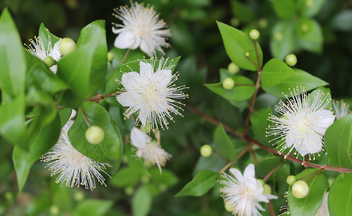 ギンバイカ 銀梅花 の花言葉 種類 特徴 色別の花言葉 Lovegreen ラブグリーン