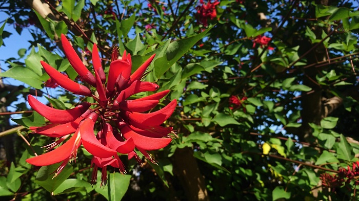 赤い花35種！春、夏、秋、冬の季節ごとに写真付きで紹介。植物の名前が