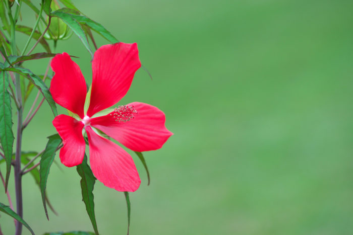 赤い花35種！春、夏、秋、冬の季節ごとに写真付きで紹介。植物の名前が